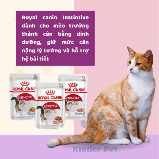 Pate Royal Canin cho meo