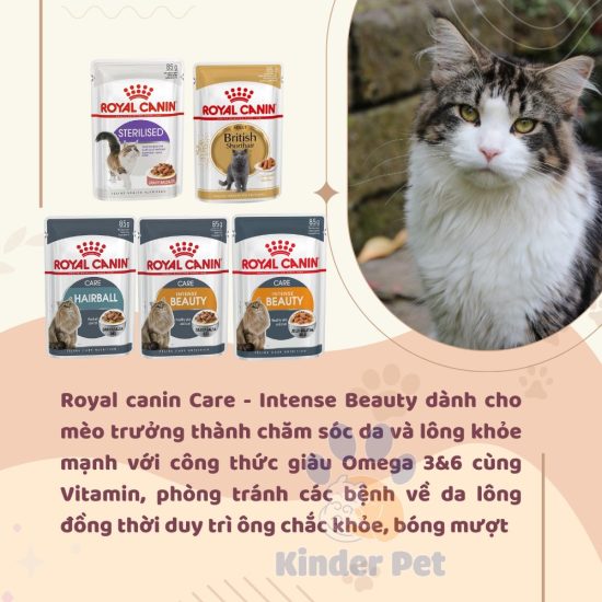 Pate Royal Canin cho meo