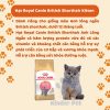 Hat royal canin cho meo