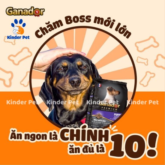 Hat Ganador Puppy cho cho con